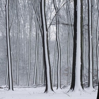 snow covered forest