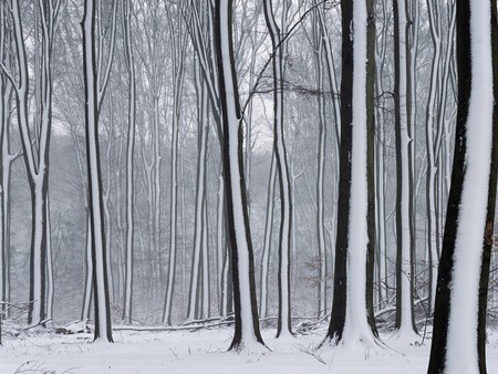 snow covered forest - winter, forest, trees, snow