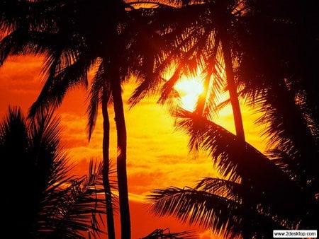 A Maui Sunset - sunset, maui, palm trees, hawaii, sun