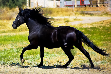 Pure Spanish Blood - black, spanish, andalusian horse, horses, spanish horse, iberian horse, animals, andalusian