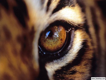 Eye Of The Tiger - animal, eye, orange, tiger, stripes