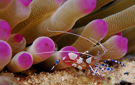 Shrimp - nature, coral, shrimp