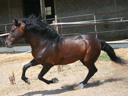 Bay Andy - iberian horse, spanish, andalusian horse, horses, spain, spanish horse, animals, andalusian, bay