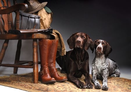 dogs - dogs, animals, boots, chair