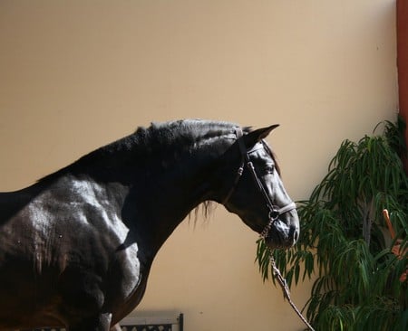 Beautiful Reflection - black, spanish, andalusian horse, horses, spanish horse, iberian horse, animals, andalusian