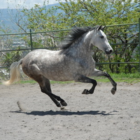 Grey Andalusian