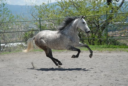 Grey Andalusian - spanish horse, spain, spanish, animals, andalusian horse, andalusian, horses, grey, iberian horse