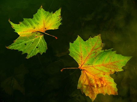 leafs - leafs, yelow, green