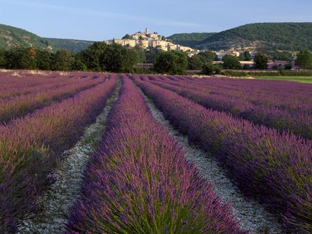 Lavender at Banon Provence France - fields, landscape