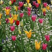 Lily Tulips Among White Cornflowers Butchart Gardens Victoria British Columbia