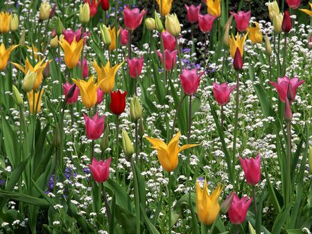 Lily Tulips Among White Cornflowers Butchart Gardens Victoria British Columbia - flowers, nature