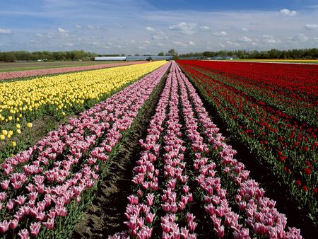 Lisse_Holland - nature, flowers