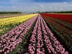 Lisse_Holland