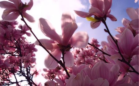 Magnolia - flowers, nature