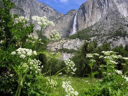 Milkweed and Upper Yosemite Falls Yosemite National Park California - waterfalls, mountain