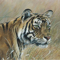 Tiger Stare