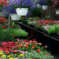 Toronto flower market