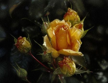 yellow rose - black, flower, green, beautyfull