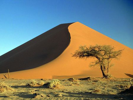 Sand Dunes and Acacia Tree Namib Desert Namibia - fields, landscape