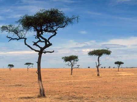 Scattered Acacia Trees Kenya Africa - fields, landscape