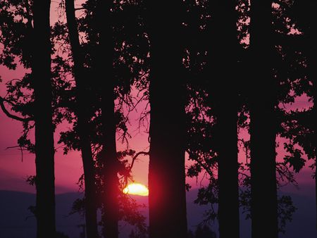 Setting Sun Through the Forest Trees - landscape, sunset, sky