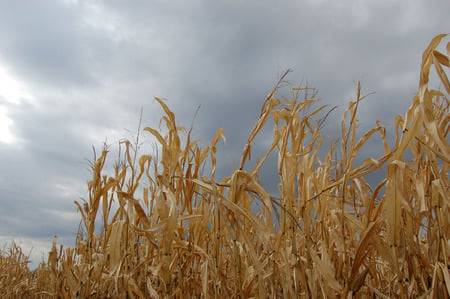 Winter comming - clouds, fall, corn, field, dark