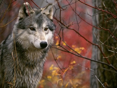 Gray Wolf - wolf, fall, autumn, animal, gray