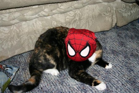 Spider Cat - cats, animals