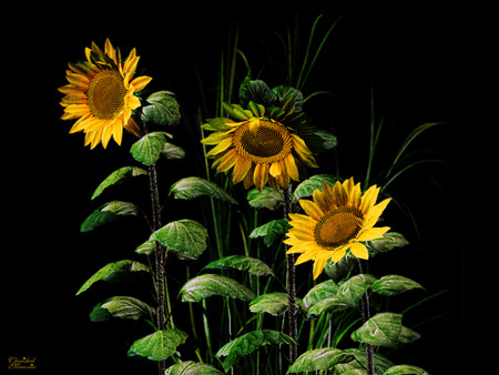 Sunflower Wallpaper - three, famouse, flowers, lovely