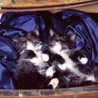 Black and White Kittens