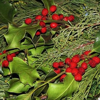 Holly