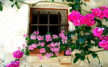 Tout en rose - window, flower