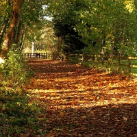 Autumn Splendour In Ferry Meadows