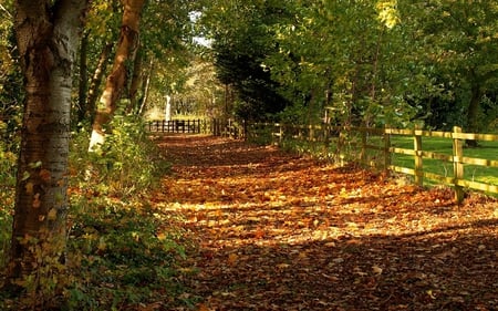 Autumn Splendour In Ferry Meadows - meadows, autumn, ferry, splendour