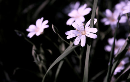 Flower - nature, flowers