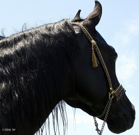 Arabian Silhouette - horses, black, arabian, animals