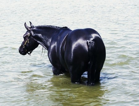 Arabian Beauty 1 - horses, black, arabian, animals