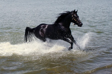 Arabian Beauty 2 - black, arabian, horses, animals