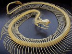 Rattlesnake Skeleton