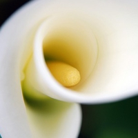 Inside A Calla Lily