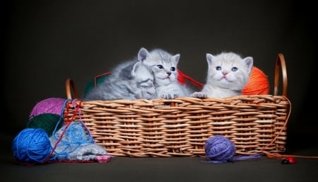 Kitten - basket, kids, wool, kitten