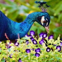 Peacock