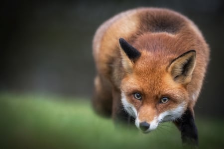 Fox - red, vulpe, animal, fox