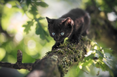 Black kitten - black, kitten, green, cute, pisici, tree, cat