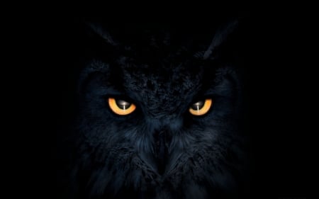 :-) - bird, eyes, vector, bufnita, owl, black, halloween, pasare, luminos