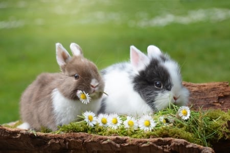 Bunnies - rabbit, chamomile, cute, daisy, couple, flower, bunny