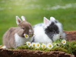 Bunnies