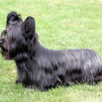 Scottish Dog Breeds - Skye Terrier