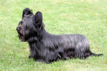 Scottish Dog Breeds - Skye Terrier - terriers, scottish dog breeds, skye terrier, scottish dogs, scotland