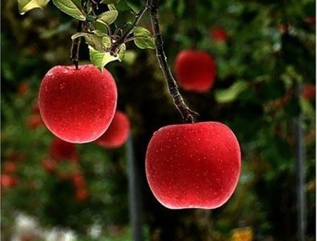 Summer fruits - nature, beauty, fruits, red